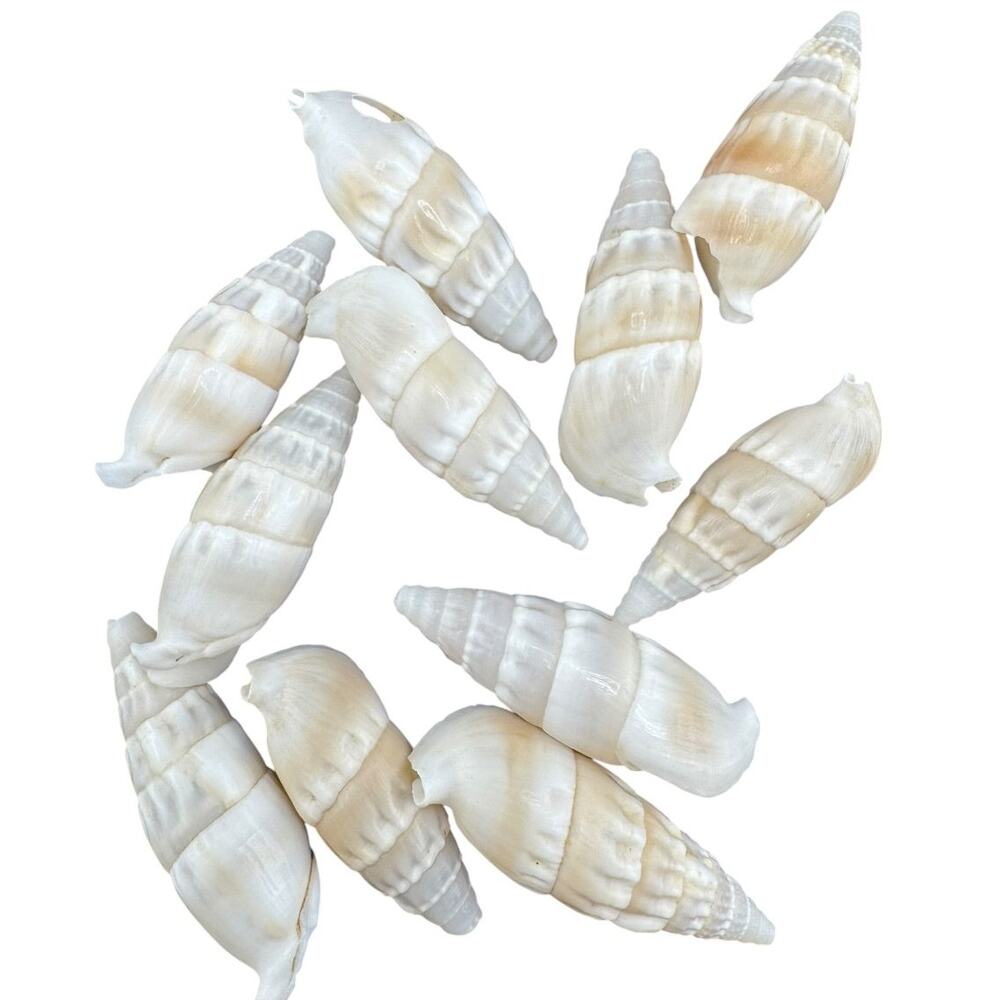 Natural Seashell Cream Cone Gastropod Striated 1.75 In Harvested 1980s Set of 11